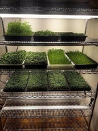 Indoor microgreens production system.