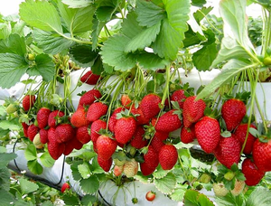 photo of strawberries on the vine