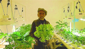 Photo of man harvesting hydroponically grown lettuce.