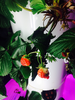 strawberries growing in a tower garden, leaves, lighting adjusted for growth spectrum